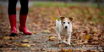 Verschmutzte Gehwege: Ermahnungen wirken meist – früher oder später | Stadtlohn - Münsterland Zeitung