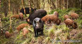 Coldiretti Vercelli-Biella, peste suina africana: "C'è l'ordinanza per l'inizio del depopolamento cinghiali" - newsbiella.it
