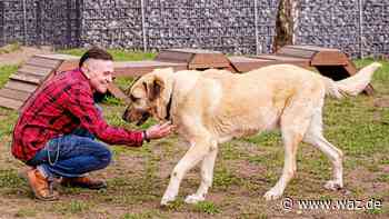 Gelsenkirchen: Wie Kangals unter Menschen leiden müssen - WAZ News