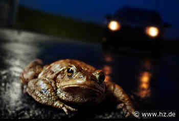 Amphibienwanderung in Giengen: So kommen Kröten und Co. sicher zu ihren Laichgewässern - Heidenheimer Zeitung