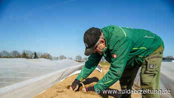Hessen: Spargel wird in dieser Saison teurer - Ernte startet bald - Fuldaer Zeitung