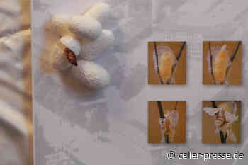 „Wie Seidenspinner und Maulbeerbaum nach Celle kamen“ - Celler Presse