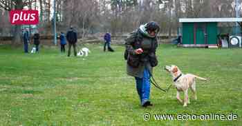 Lernen mit Leckerlies in Trebur - Echo Online