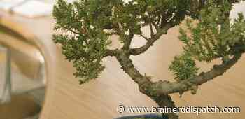Ask the Master Gardener: There are many options in growing bonsai trees - Brainerd Dispatch