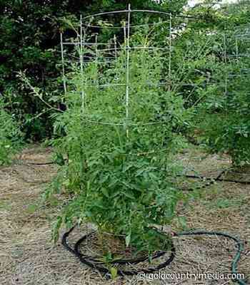 Master Gardener: Some like it hot; tomatoes do not - Gold Country Media