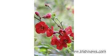 Casual Gardener: Captivating quince - The Irish News - The Irish News