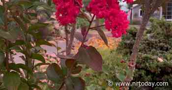 Ask a Master Gardener: Advice about growing myrtle trees - NRToday.com