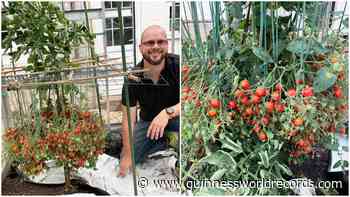 UK gardener grows 1269 tomatoes on one stem breaking his own record - Guinness World Records