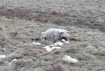 Drei Schafe im Landkreis Cuxhaven gerissen - Spuren deuten auf Wolf hin - TAGEBLATT: Nachrichten aus Stade, Buxtehude und der Region - Tageblatt-online
