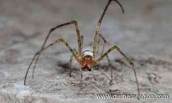 'Do you see all these cobwebs?' Durham columnist tells her spider story with an assist from her cataract surgery - durhamregion.com