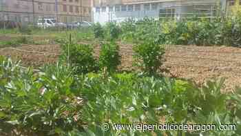 Calatayud ofrece cuatro parcelas libres para huertos urbanos - El Periódico de Aragón