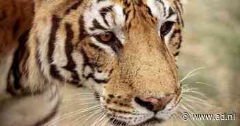 Chauffeurs Stichting Leeuw halen dieren uit Oekraïne op - AD.nl