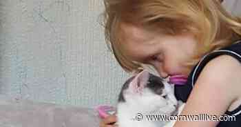 Heartbroken family have had six cats poisoned in just three years - Cornwall Live