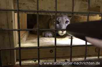 Neunburg vorm Wald in der Oberpfalz: Puma bei Kontrolle in Auto entdeckt - Stuttgarter Nachrichten