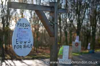 No free-range eggs available in the UK from today