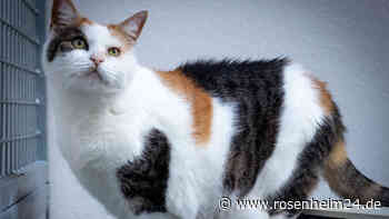 Ruhige, liebe Katze Issy (12 Jahre) sucht ein liebevolles Zuhause