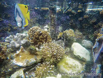 Hawaii corals found to be more resilient than first thought
