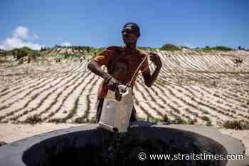 Droughts may affect forest's ability to take in carbon dioxide: NUS study - The Straits Times