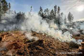 One-third of global forest loss has been caused by wildfires - Earth.com