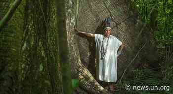 Time for 'tangible and credible' forest management, says UN chief - UN News