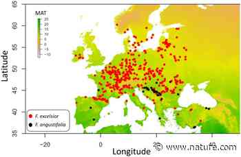European-wide forest monitoring substantiate the neccessity for a joint conservation strategy to rescue European ash species (Fraxinus spp.) | Scientific Reports - Nature.com