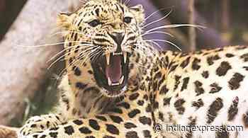 Pune: Leopard sighting forces evacuation of Mercedes-Benz India campus in Chakan - The Indian Express