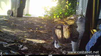 Researcher looking for South Okanagan properties to host trail cameras on their properties to monitor cats and other wildlife - Penticton News - Castanet.net