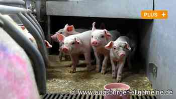 Aichach-Friedberg/Augsburg: Prozess: Landwirt aus Aichach-Friedberg darf Ferkel vorerst nicht selbst betäuben | Aichacher Nachrichten - Augsburger Allgemeine