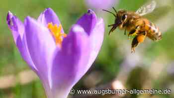 Aichach: Umfrage in Aichach: Was machen Sie im Frühling gerne als Erstes? | Aichacher Nachrichten - Augsburger Allgemeine