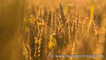 Exportstopp durch Ukraine-Krieg: Wer statt Russland und Ukraine nun Weizen gegen den Hunger exportieren muss