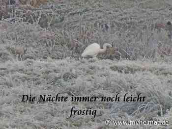 Die Nächte immer noch leicht frostig ! - Lutherstadt Wittenberg - myheimat.de - myheimat.de