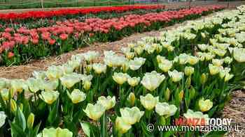 Pilates tra i tulipani - MonzaToday