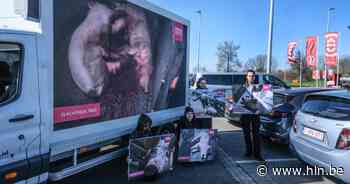 Animal Rights trekt door regio met undercoverbeelden slachthuis Tielt: “Er vinden daar nog altijd mishandelingen plaats, dit moet stoppen” - Het Laatste Nieuws