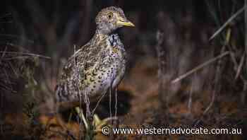 Endangered Goldilocks bird released in NSW - Western Advocate