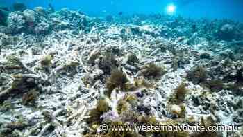 Reef faces bleaching destruction: report - Western Advocate