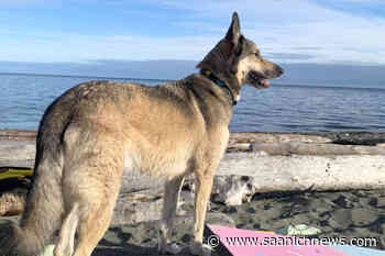 'Pup-up' parks set to return to Saanich, council still chewing on where and when – Saanich News - Saanich News