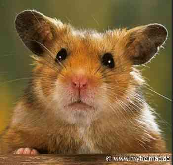 Wir alle kennen ihn ! Doch nicht schon wieder !!! - Lutherstadt Wittenberg - myheimat.de - myheimat.de