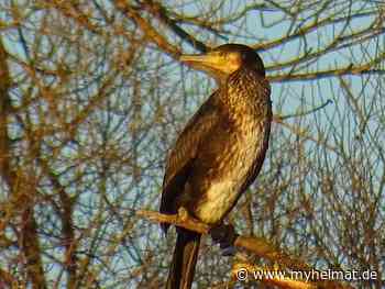 In der Abendsonne - 2. März 2022 - Lutherstadt Wittenberg - myheimat.de - myheimat.de
