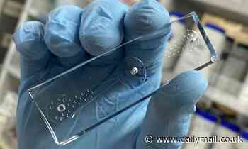 Tiny WORMS could be used to sniff out lung cancer, study suggests 