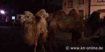 Polizei fängt entlaufene Kamele in Kaiserslautern ein