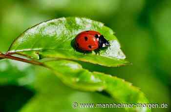 Nützlinge mit großem Appetit auf Läuse - Mannheim - Nachrichten und Informationen - Mannheimer Morgen