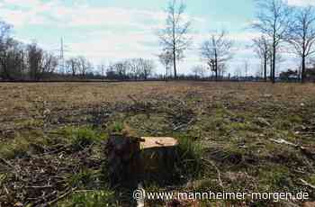 Gespendete Bäume in Mannheim gefällt - Mannheim - Nachrichten und Informationen - Mannheimer Morgen