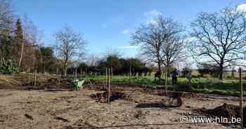 Al ruim 18.500 nieuwe bomen op Kastels grondgebied | Kasterlee | hln.be - Het Laatste Nieuws