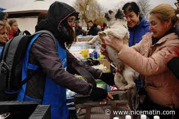 Guerre en Ukraine: à la frontière, les animaux de compagnie sont aussi pris en charge