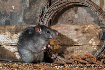 Hitchhiking rat found in Red Deer - Red Deer Advocate