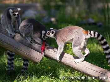 Edmonton Valley Zoo approved for $50.3-million in renovations to winterize habitats, excluding Lucy the elephant