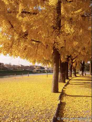 Interventi in corso del Comune di Parma sulla manutenzione del verde e messa a dimora di nuovi alberi - - ParmaDaily.it