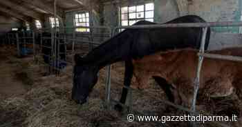 Puledro sbranato dai lupi nella stalla - Gazzetta di Parma