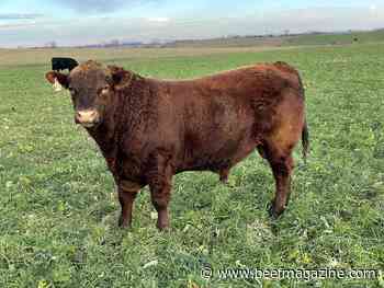 Breeding soundness exams: An opportunity to identify fertility issues