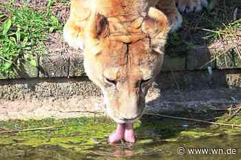 Die älteste Zoo-Löwin der EU feiert Geburtstag